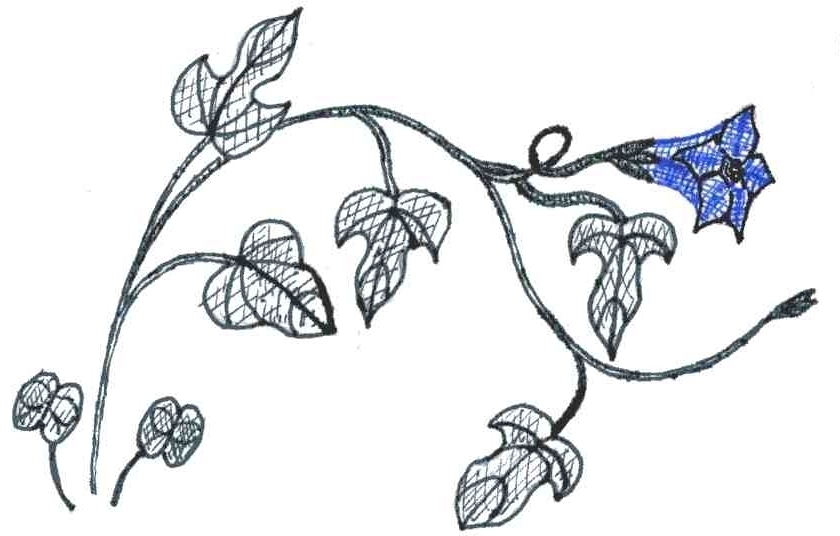 840x536 Fileivy Leaved Morning Glory Sketch Emv20031124.jpg - Morning Glory Sketch