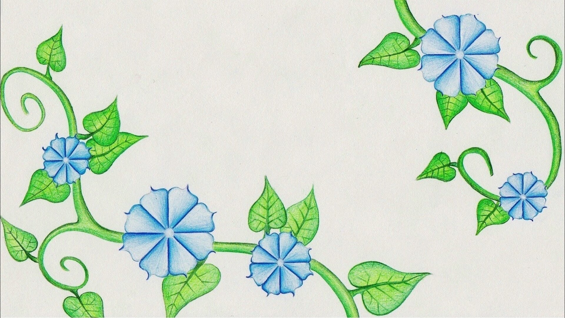 1920x1080 Flower Drawing (Morning Glory) Time Lapse! - Morning Glory Sketch