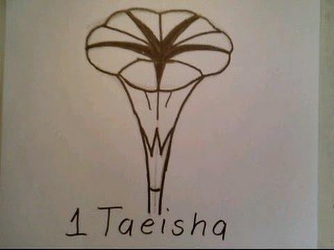 480x360 How To Draw A Morning Glory Flower Easy Como Dibuj - Morning Glory Sketch