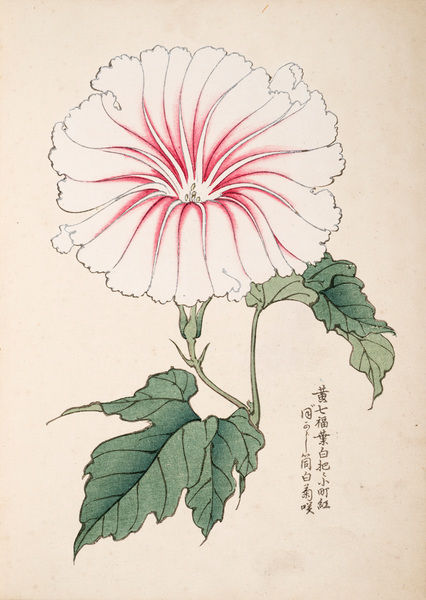 426x600 Japanese Morning Glory (2). Illustration From Bunjiro Fujisawa - Morning Glory Sketch