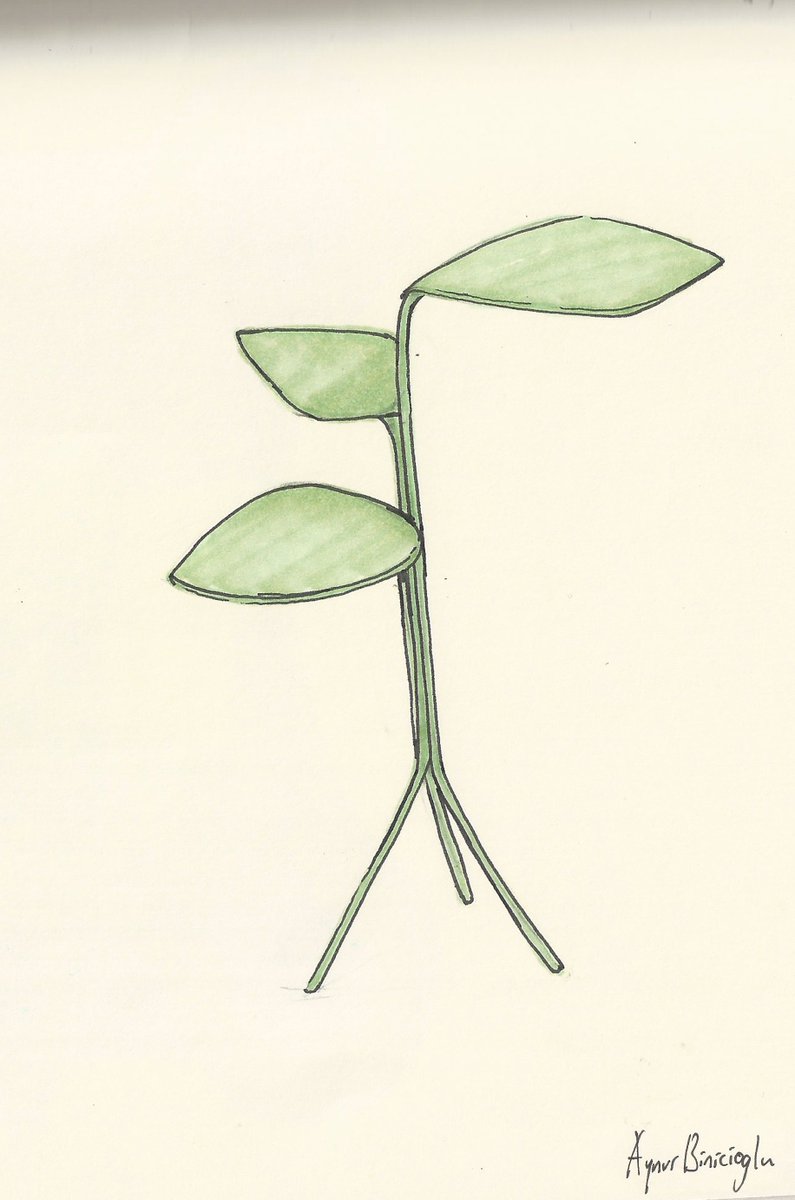 795x1200 Moroso On Twitter Morning Glory Designed By @mthorpedesign - Morning Glory Sketch