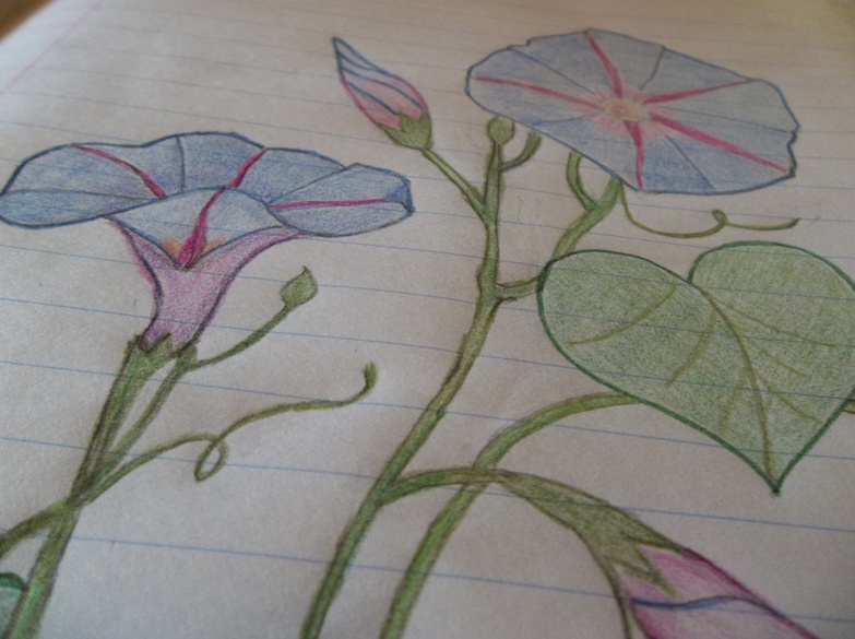 783x585 My Cottage Diary My First Morning Glories Drawing - Morning Glory Sketch