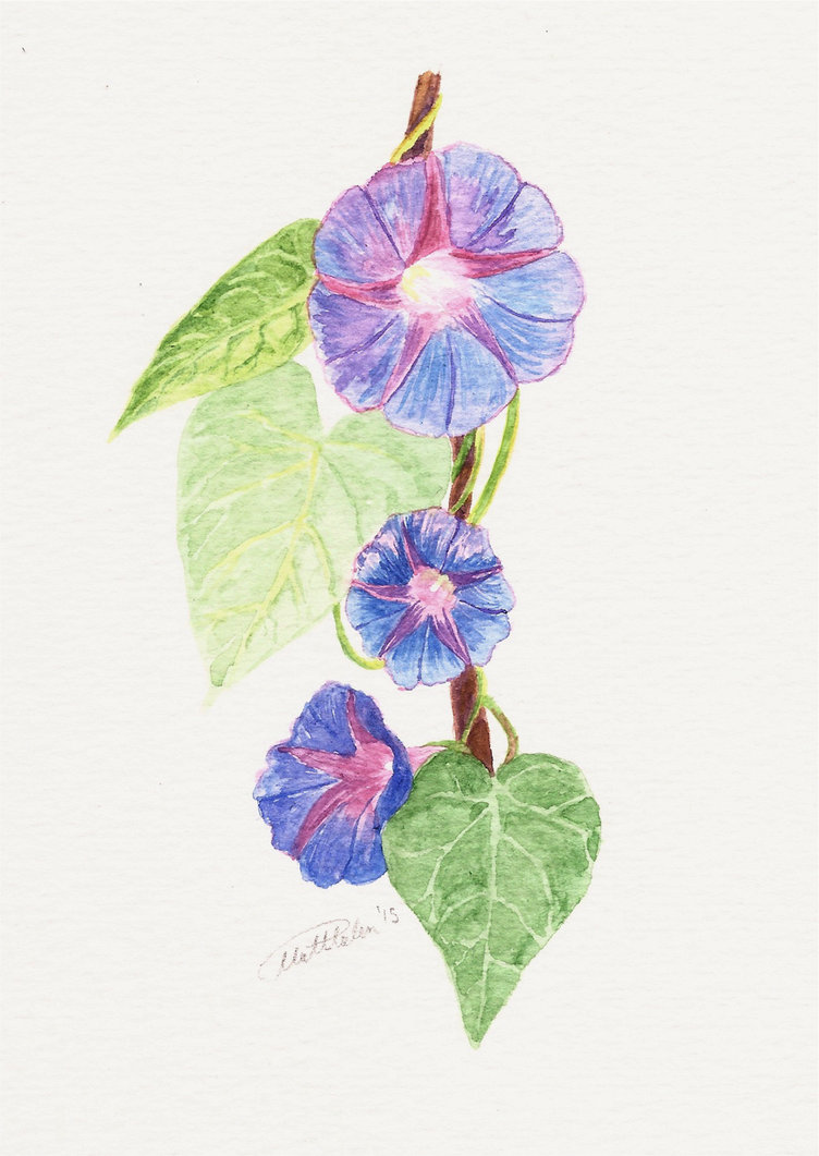 752x1061 Morning Glories Watercolor Sketch By Ianumeric - Morning Glory Sketch
