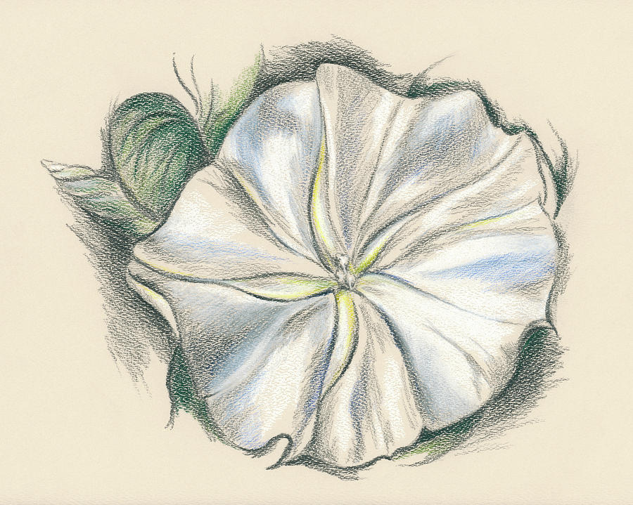 900x719 Morning Glory Drawings Fine Art America - Morning Glory Sketch