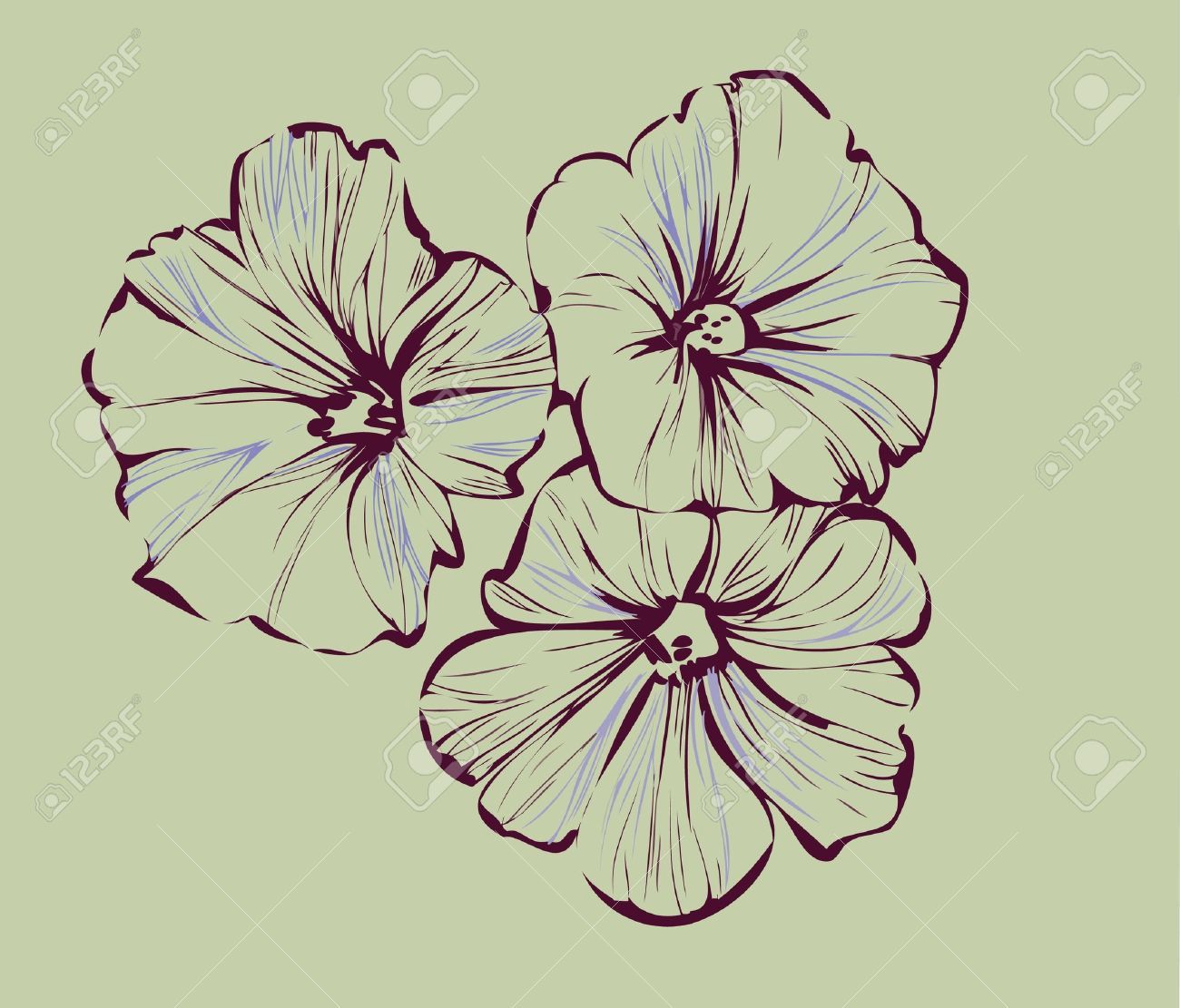 1300x1111 Morning Glory Stock Vector Illustration And Royalty Free Morning - Morning Glory Sketch