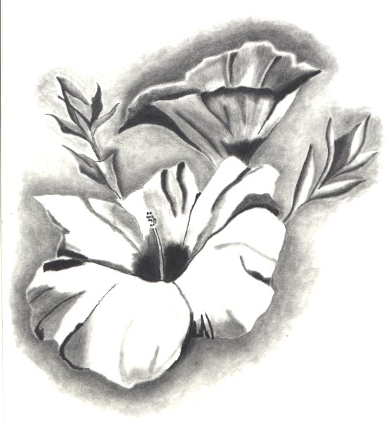 557x600 Morning Glory Amp Hibiscus - Morning Glory Sketch