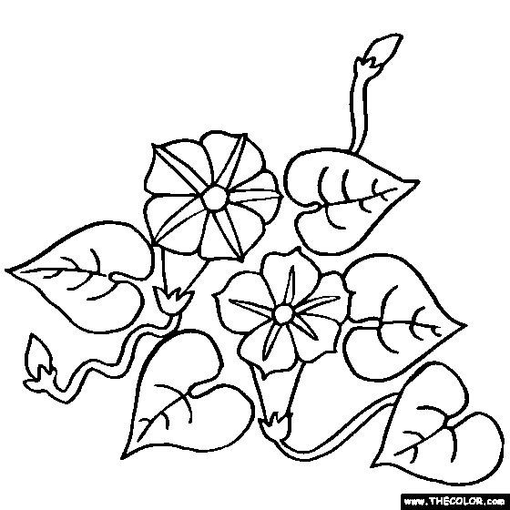560x560 Morning Glory Clipart Black And White - Morning Glory Sketch
