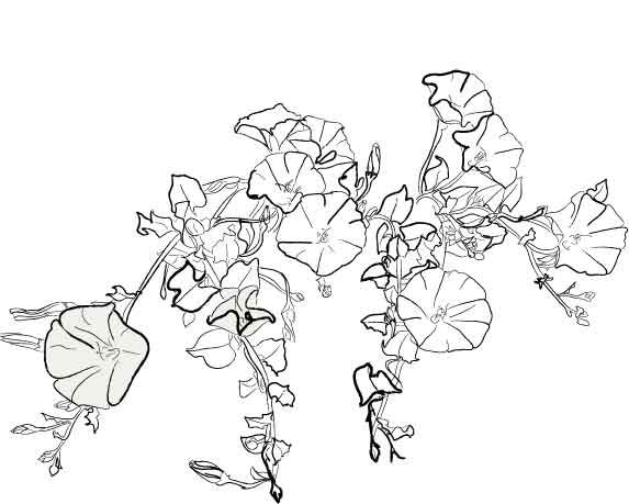 573x459 No. 61 Morning Glories Sketch By Gwosatum - Morning Glory Sketch