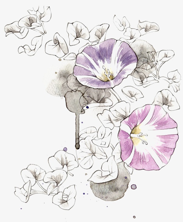 600x729 Sketch Watercolor Morning Glory, Watercolor Clipart, Morning - Morning Glory Sketch