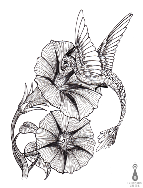 500x655 Morning Glory Drawing - Morning Glory Sketch