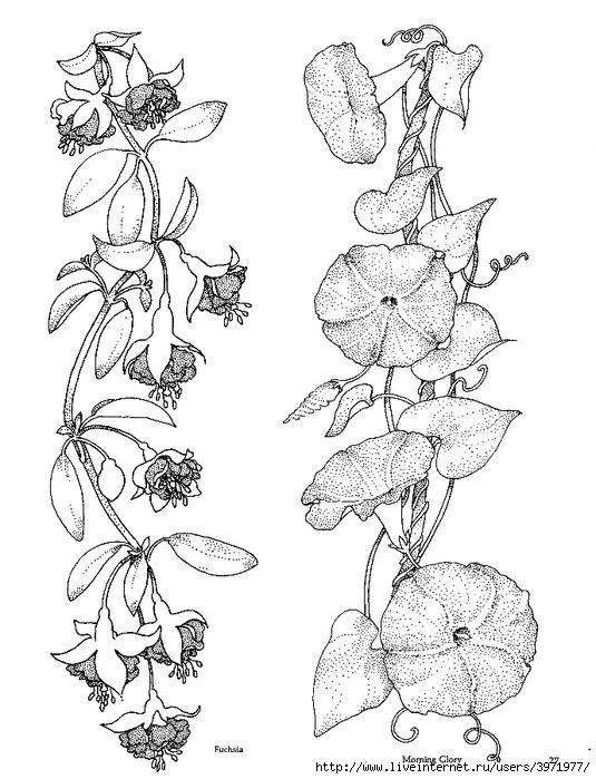 535x699 Rose Bud Coloring Pages. 800x890 Free Morning Glory Embroidery - Morning Glory Sketch