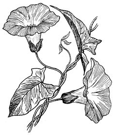 235x279 8 Best Morning Glory Tattoo Images Morning Glory - Morning Glory Sketch