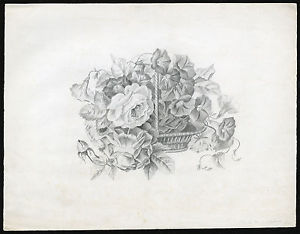 300x234 Antique Drawing Basket Rose Morning Glory Willebois Ca. 1860 Ebay - Morning Glory Sketch