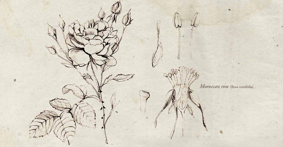 960x500 Moroccan Rose Rain Africa - Moroccan Sketch