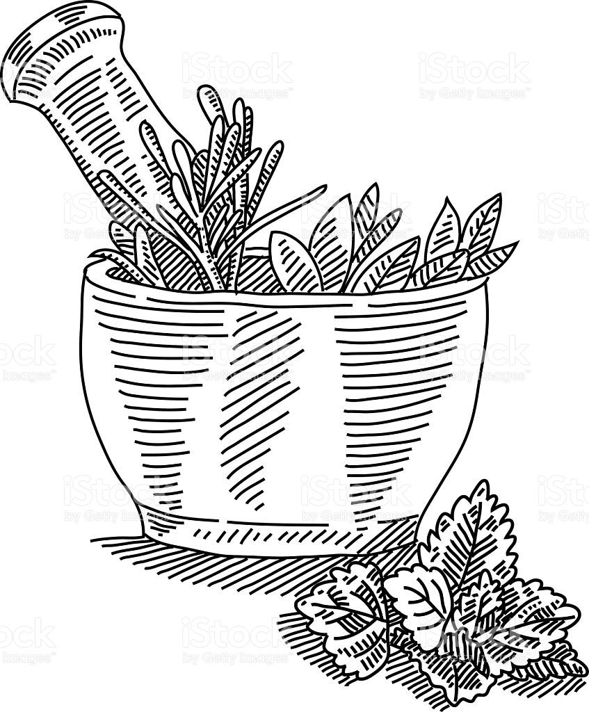 847x1024 Line Drawing Of Mortar With Herbals. It Is Single Layered And - Mortar And Pestle Sketch