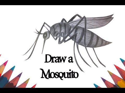 480x360 How To Draw A Mosquito - Mosquito Sketch