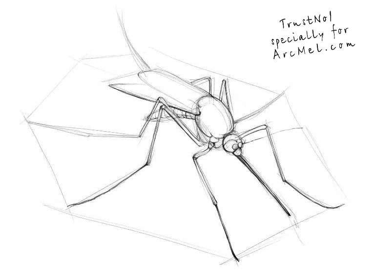 768x568 How To Draw A Mosquito Step By Step - Mosquito Sketch