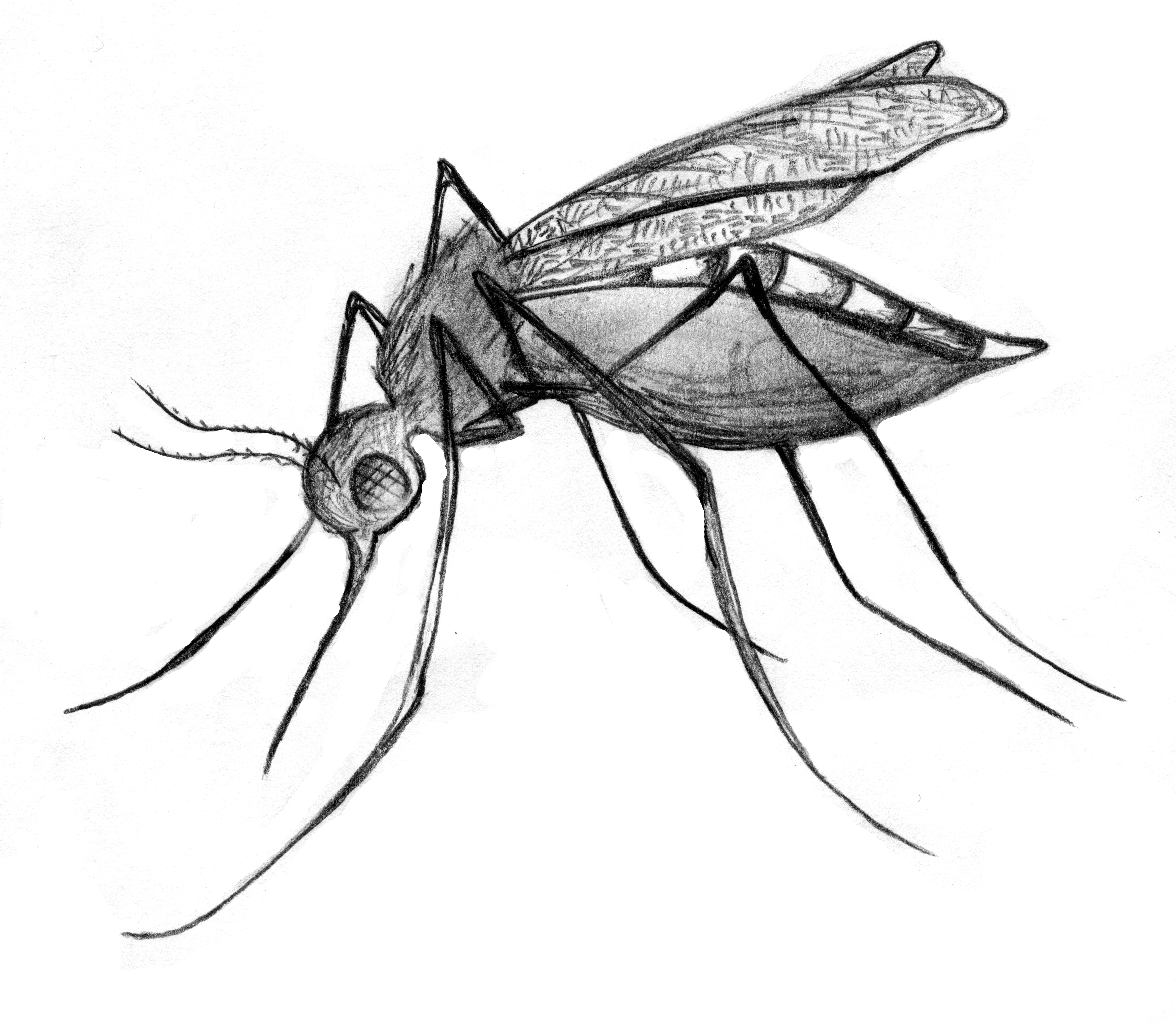 40+ Most Popular Pencil Mosquito Drawing Picture