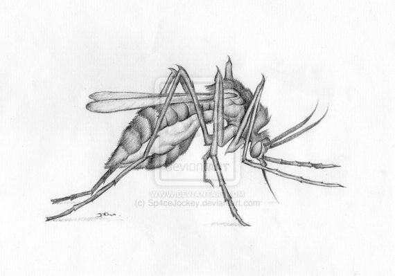 570x399 Insect Art Mutant Mosquito Pencil Drawing Signed Hq A4 Print Etsy - Mosquito Sketch