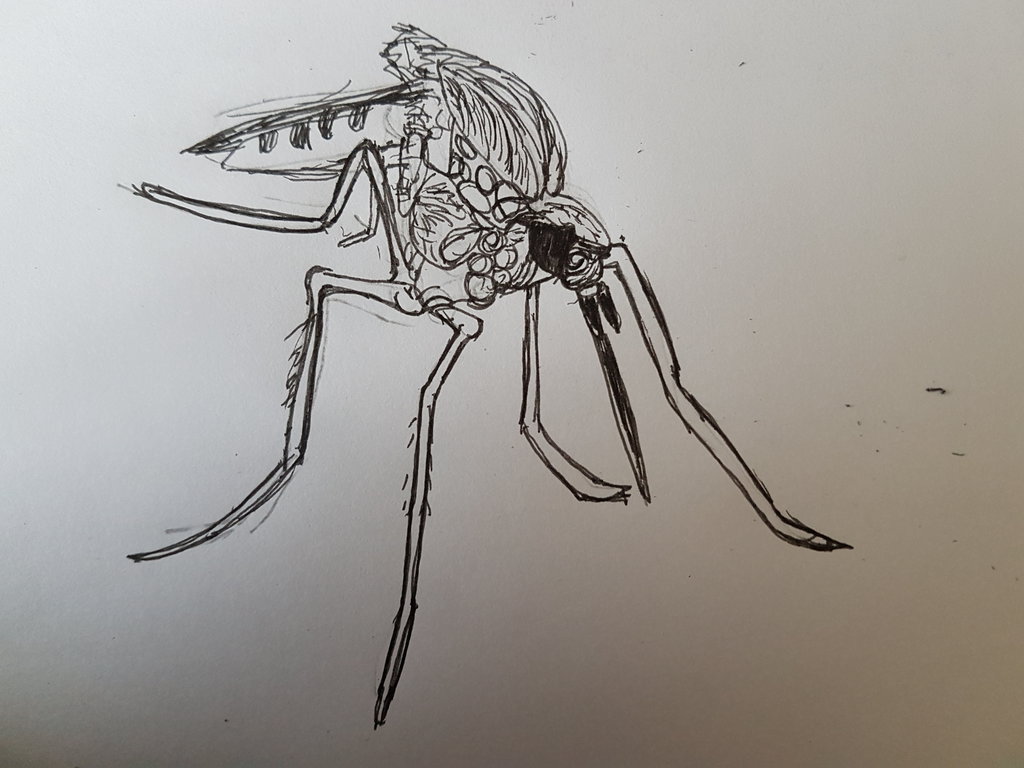 1024x768 Mosquito Sketch By Roastedradish - Mosquito Sketch