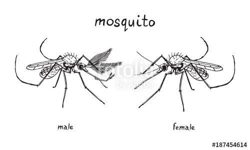 500x300 Mosquito Female And Male, With Name, Hand Drawn Doodle Sketch - Mosquito Sketch
