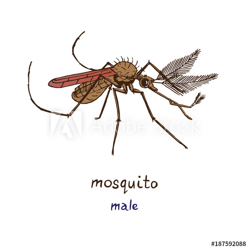 500x500 Mosquito Male, With Name, Hand Drawn Doodle Sketch, Isolated - Mosquito Sketch