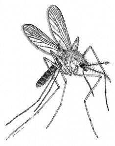 235x300 Original Mechanical Mosquito Concept Drawing By Zendustria On Etsy - Mosquito Sketch