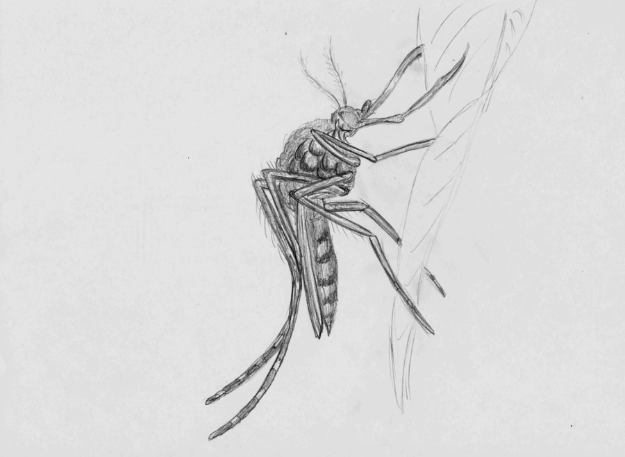 900x659 Sketch Mosquito By Timohuovinen - Mosquito Sketch