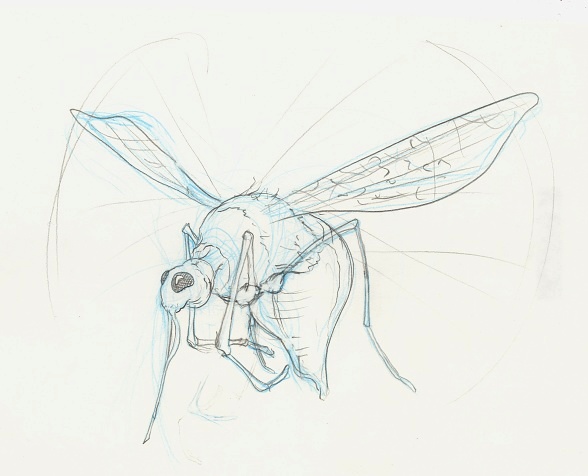 588x476 Sketch Used For The Mosquito Drawing By Leversandpulleys - Mosquito Sketch
