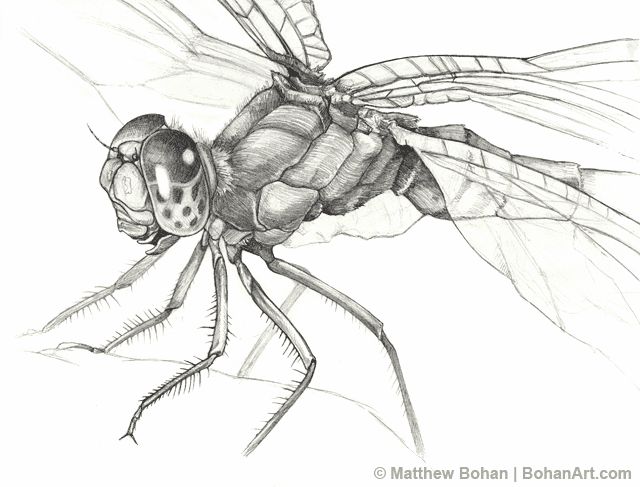 640x487 Drawn Mosquito Pencil - Mosquito Sketch