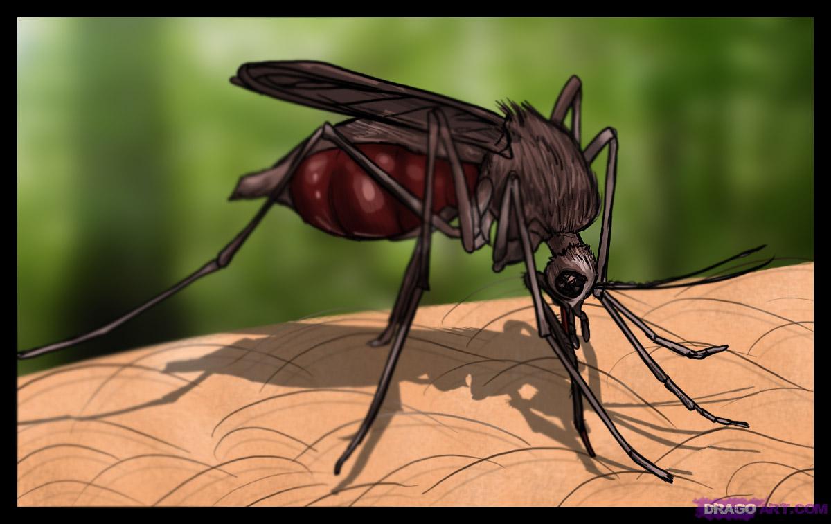1200x757 Drawn Mosquito Sketch - Mosquito Sketch