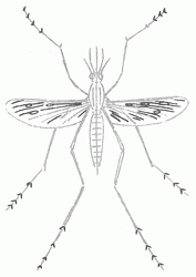 177x250 Exam Guide Online - Mosquito Sketch