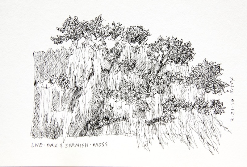 800x542 Live Oak And Moss Susan Fox - Moss Sketch
