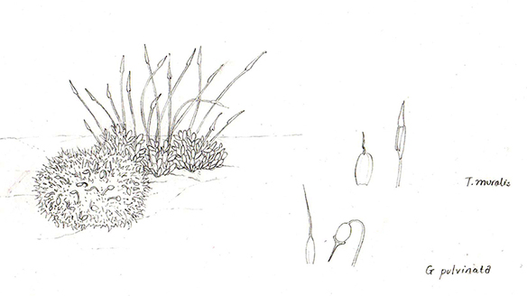 584x328 News Botanical Illustrator And Natural History Illustration - Moss Sketch