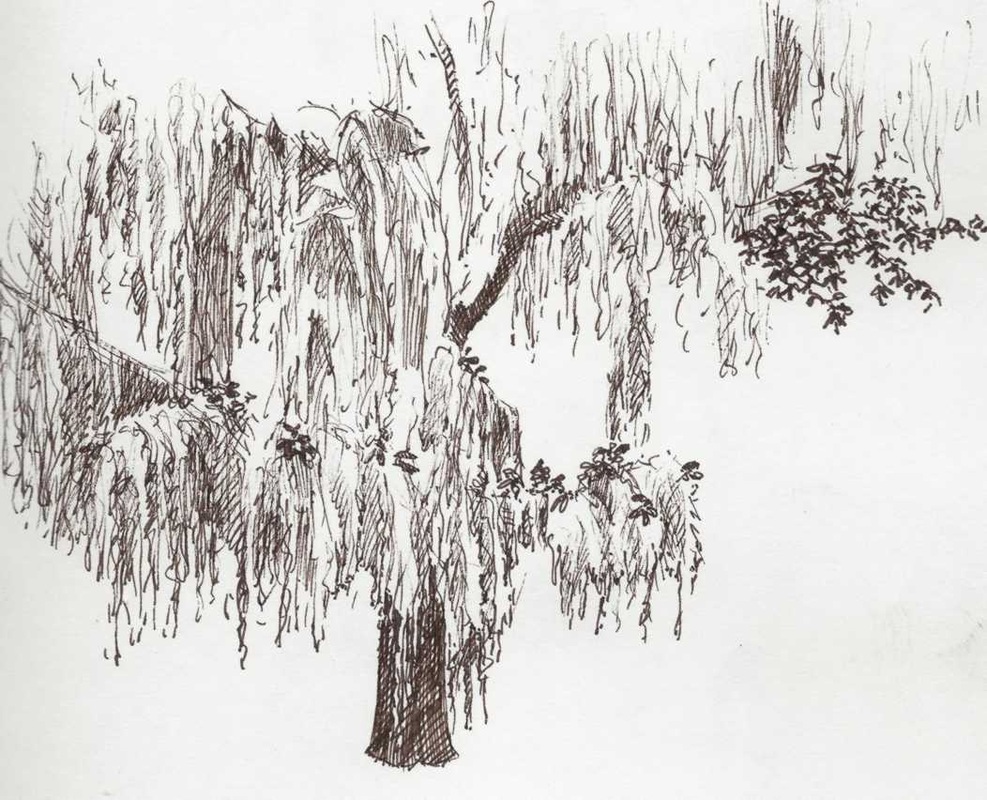 987x800 Sketchbook Blog - Moss Sketch