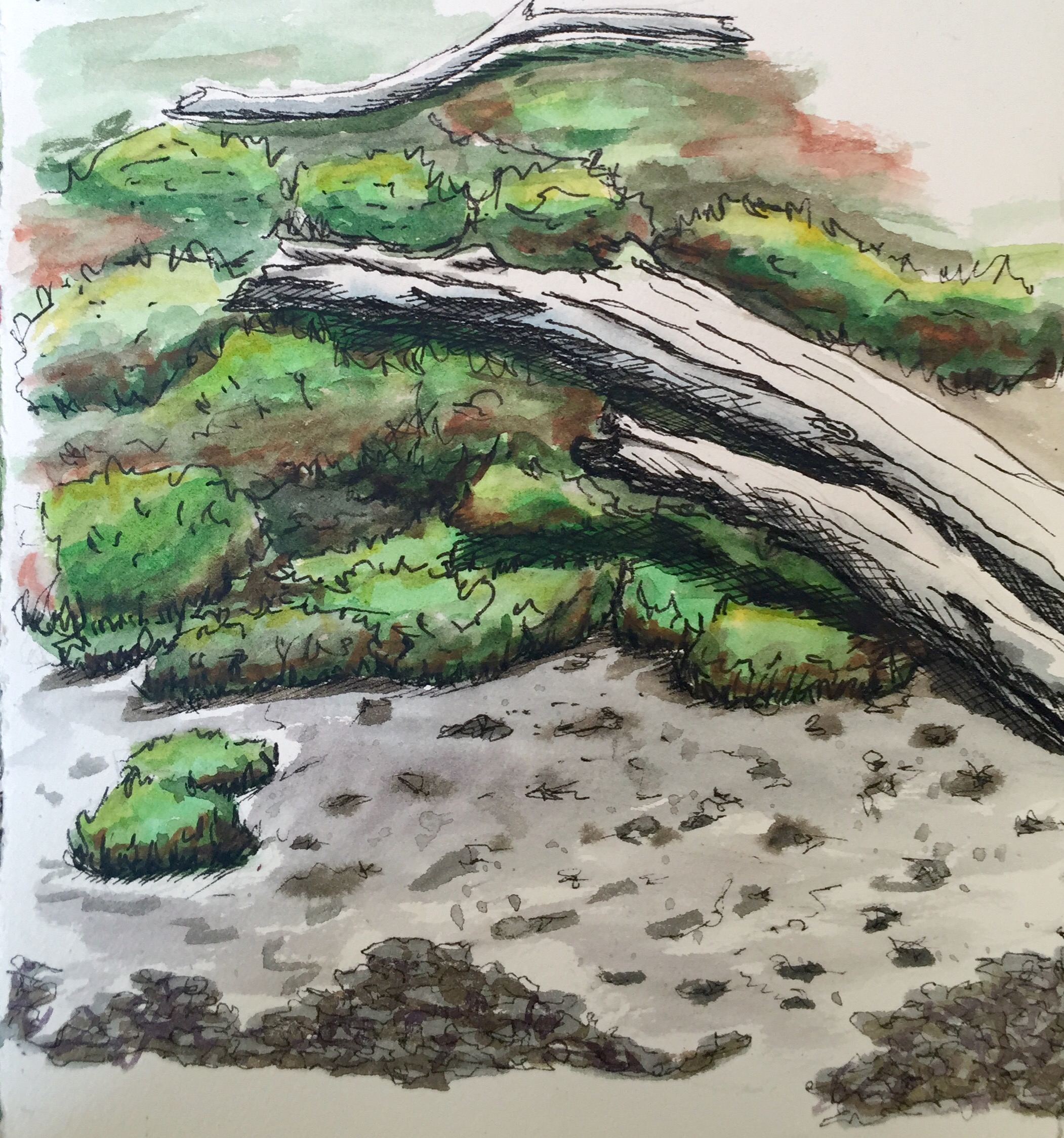 2102x2248 Sketching On Mt Alexander Karen Bailey Studio - Moss Sketch