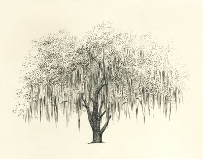 400x314 Spanish Moss Drawing Can You Draw One Of Wedding - Moss Sketch