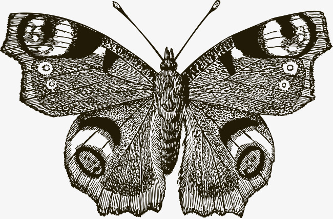 650x427 Hand Drawn Sketch Moth Vector, Hand Drawn Sketches Moths, Sketch - Moth Sketch