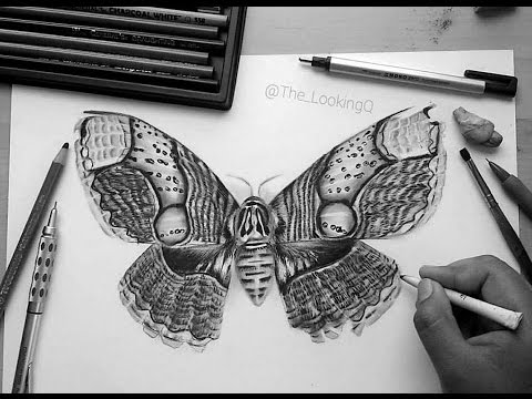 480x360 How To Draw A Brahmin Moth - Moth Sketch