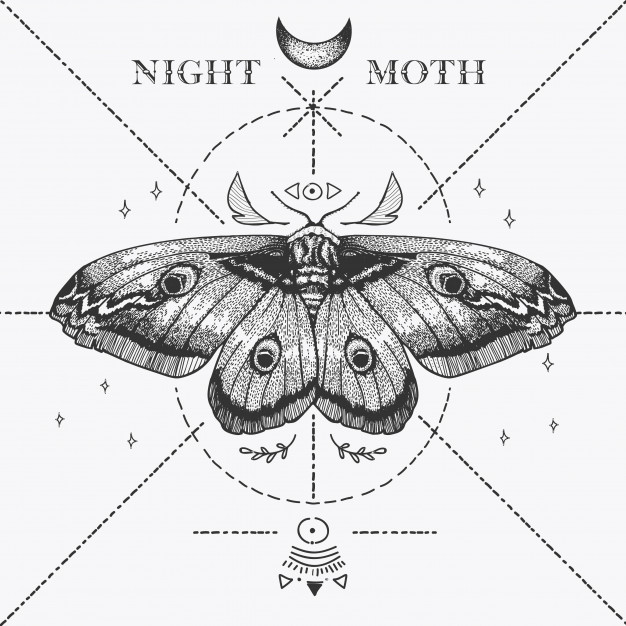 626x626 Magic Night Moth Sketch Vector Premium Download - Moth Sketch