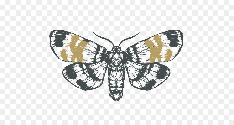 900x480 Moth Monarch Butterfly Drawing Sketch - Moth Sketch