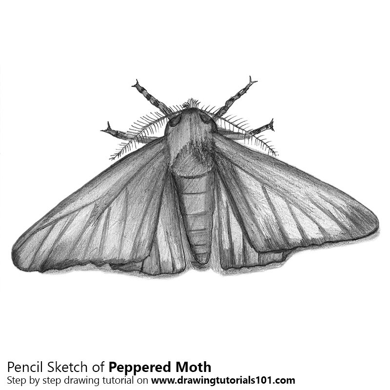 800x800 Peppered Moth Pencil Drawing - Moth Sketch