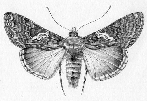 500x346 Pin By Denushi Kalutota On Art Drawings - Moth Sketch