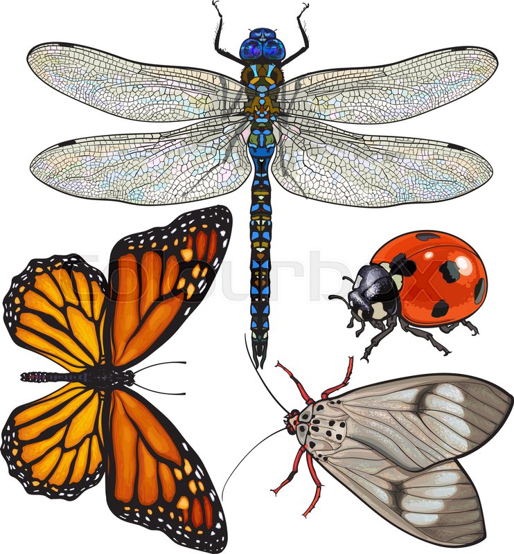 742x800 Set Of Insects Like Dragonfly, Butterfly, Ladybird And Moth - Moth Sketch