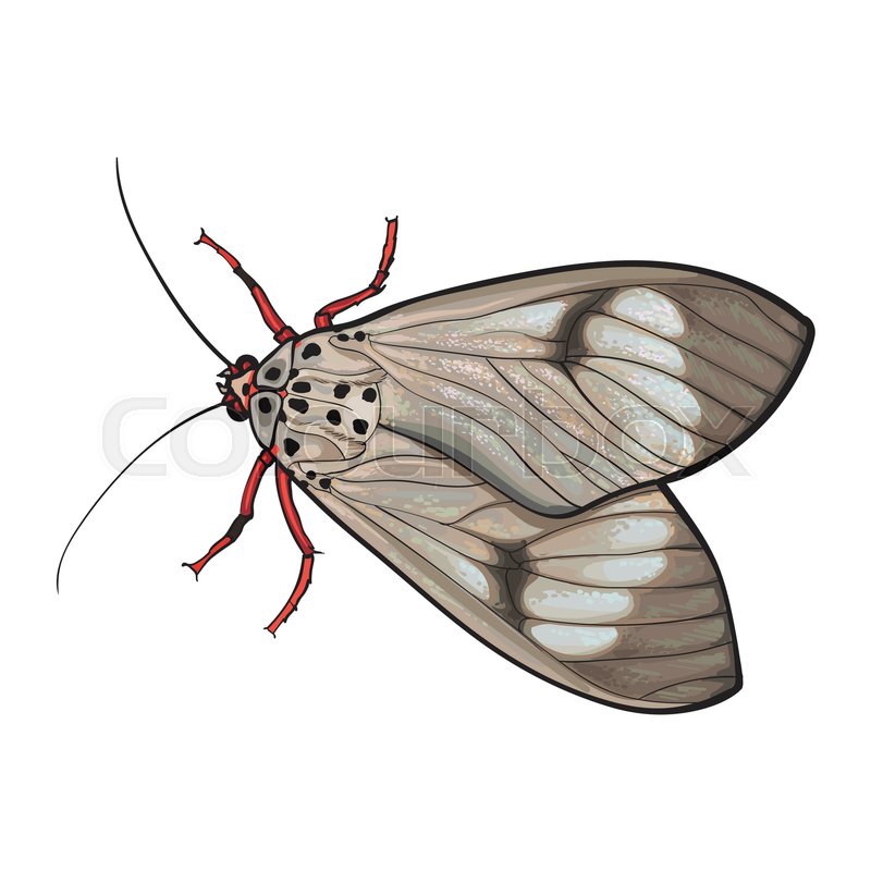 800x800 Top View Of Gray Moth, Sketch Illustration Isolated On White - Moth Sketch