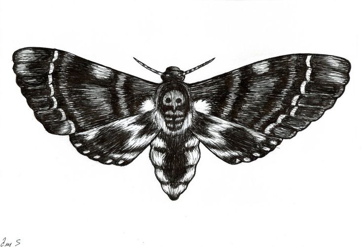 736x500 Black And White Moth Sketch - Moth Sketch