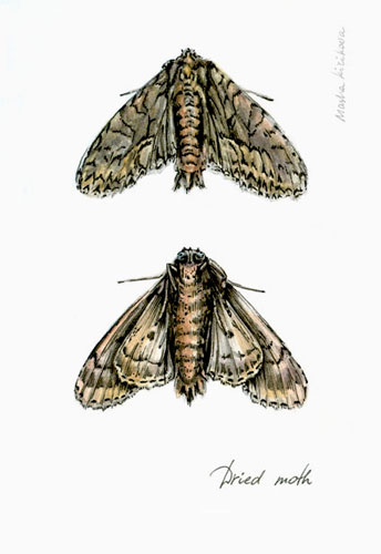 344x500 Little Dried Moth Sketch Watercolour, Pencil And Pen In A - Moth Sketch