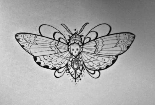 541x369 Moth Sketch...tattoo - Moth Sketch