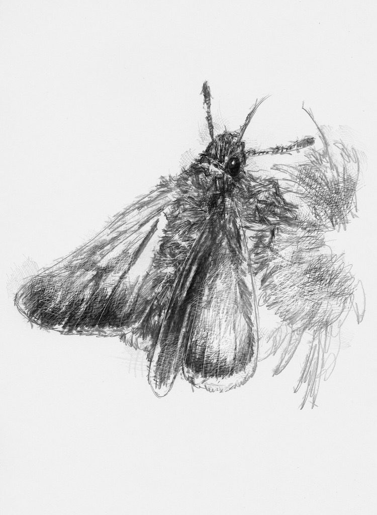750x1024 Big Moth - Moth Sketch