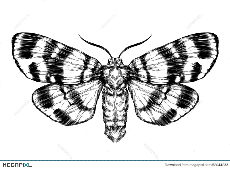 800x588 Butterfly Moth Sketch. Detailed Realistic Sketch Of A Butterfly - Moth Sketch